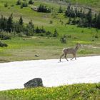 Bighorn Sheep.