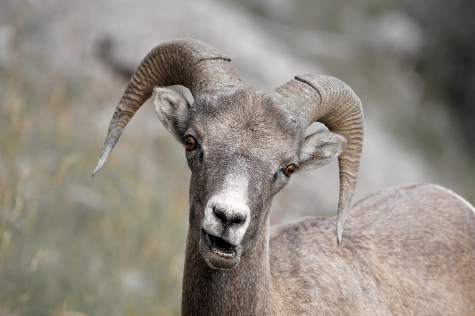 Bighorn Sheep