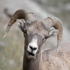 Bighorn Sheep