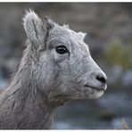 Bighorn Sheep Halbstarker, oder ....