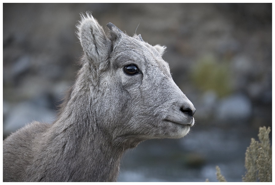 Bighorn Sheep Halbstarker, oder ....