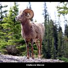 Bighorn Sheep II