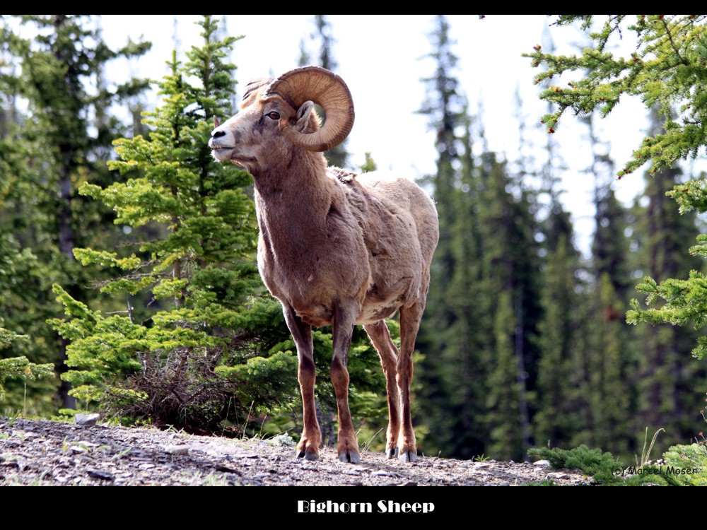 Bighorn Sheep II