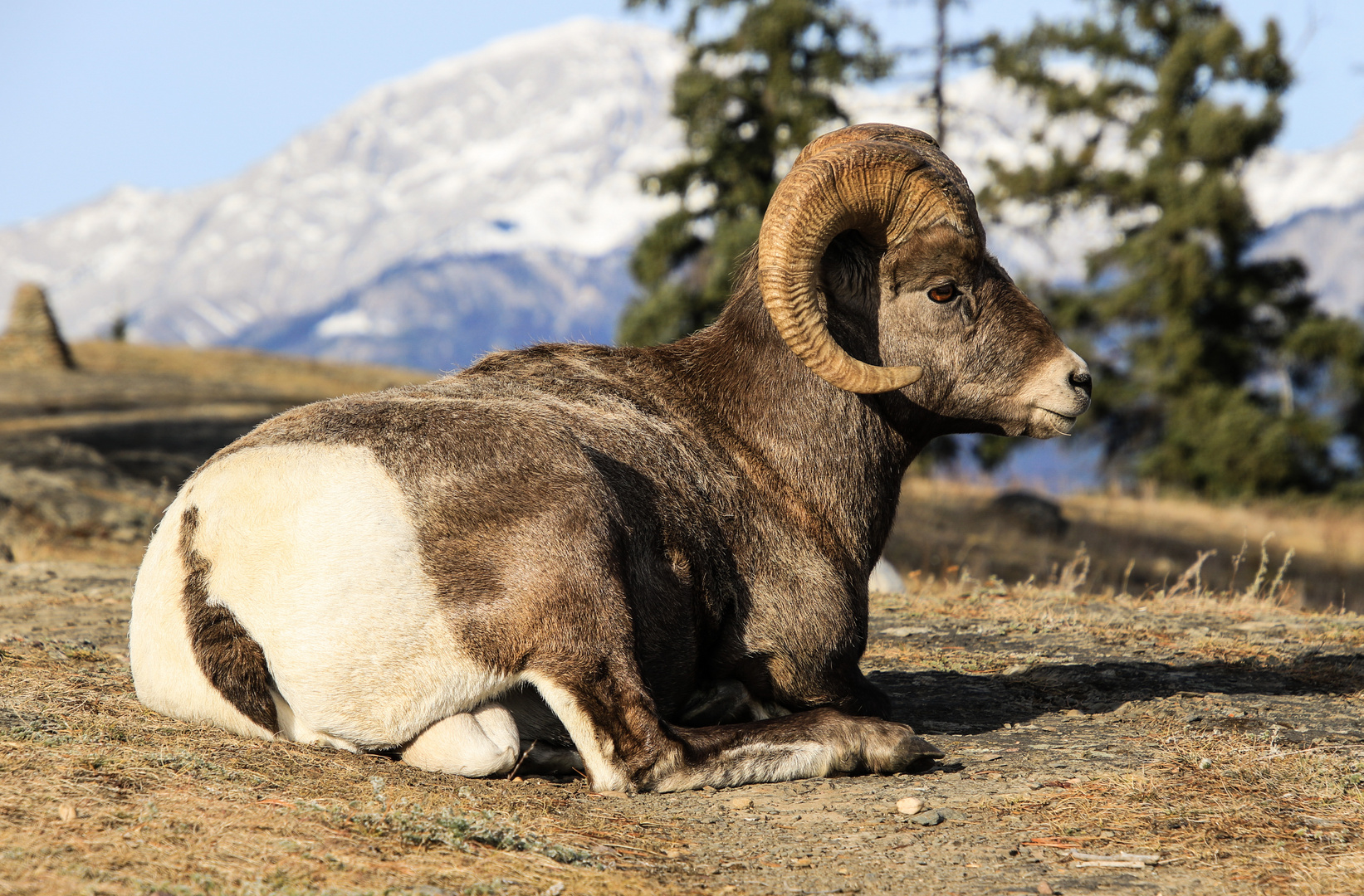 Bighorn sheep im Jasper NP