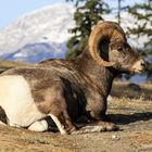 Bighorn sheep im Jasper NP