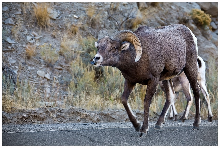 Bighorn sheep, oder...