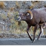 Bighorn sheep, oder...