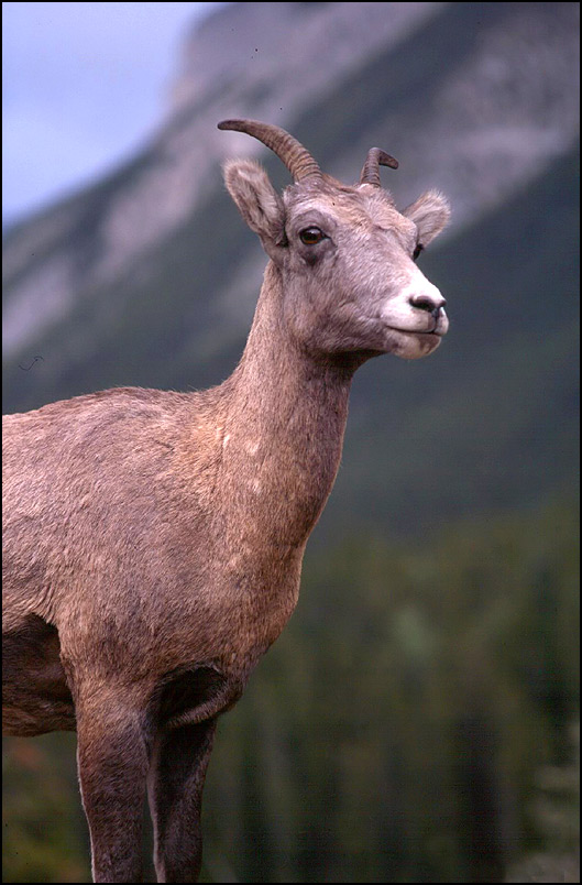 Bighorn Sheep (reload)