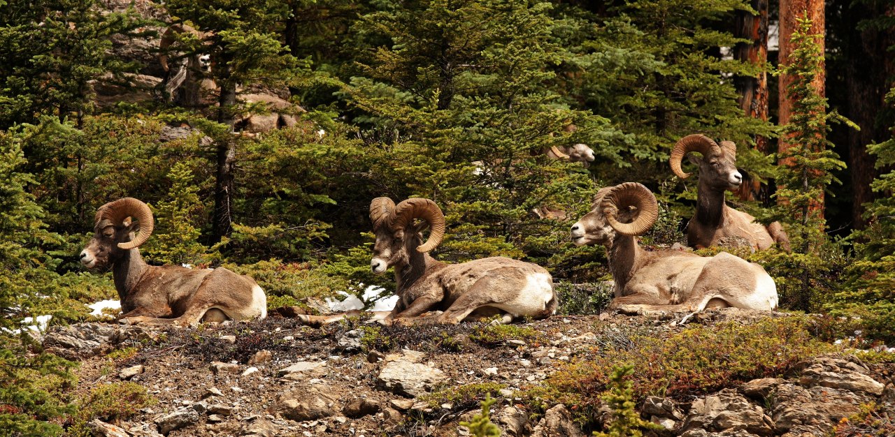 Bighorn sheeps