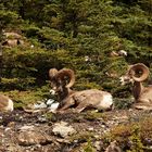 Bighorn sheeps