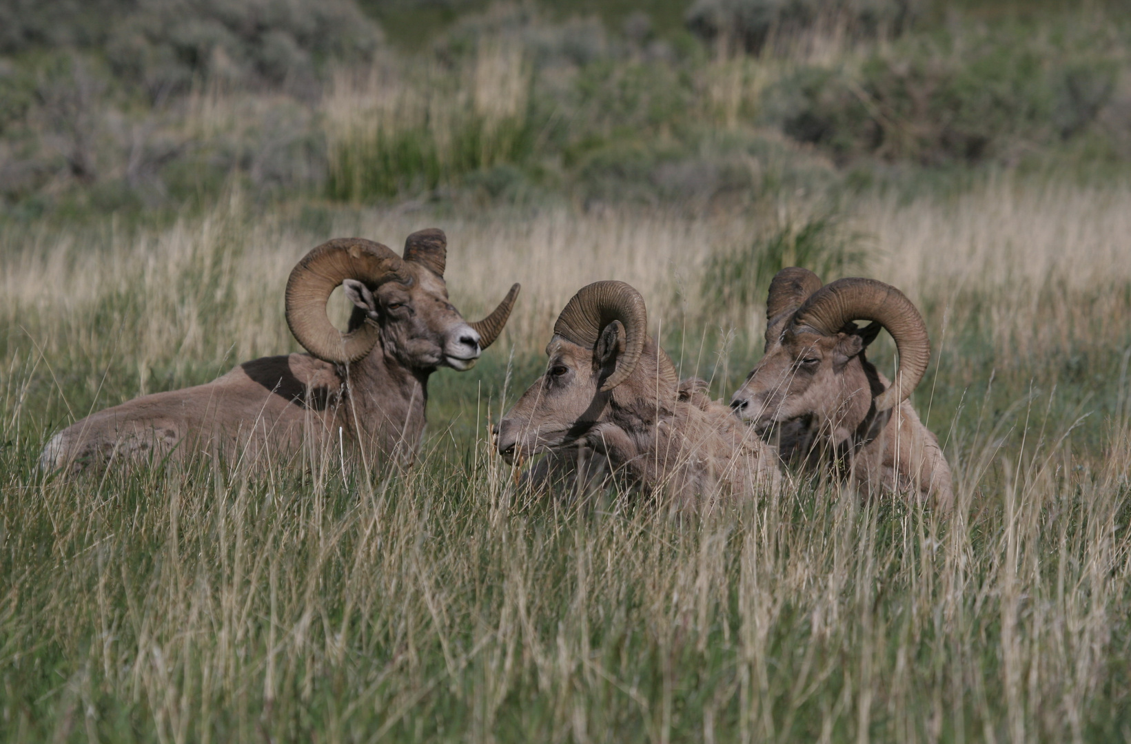 Bighorn Sheeps