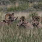 Bighorn Sheeps