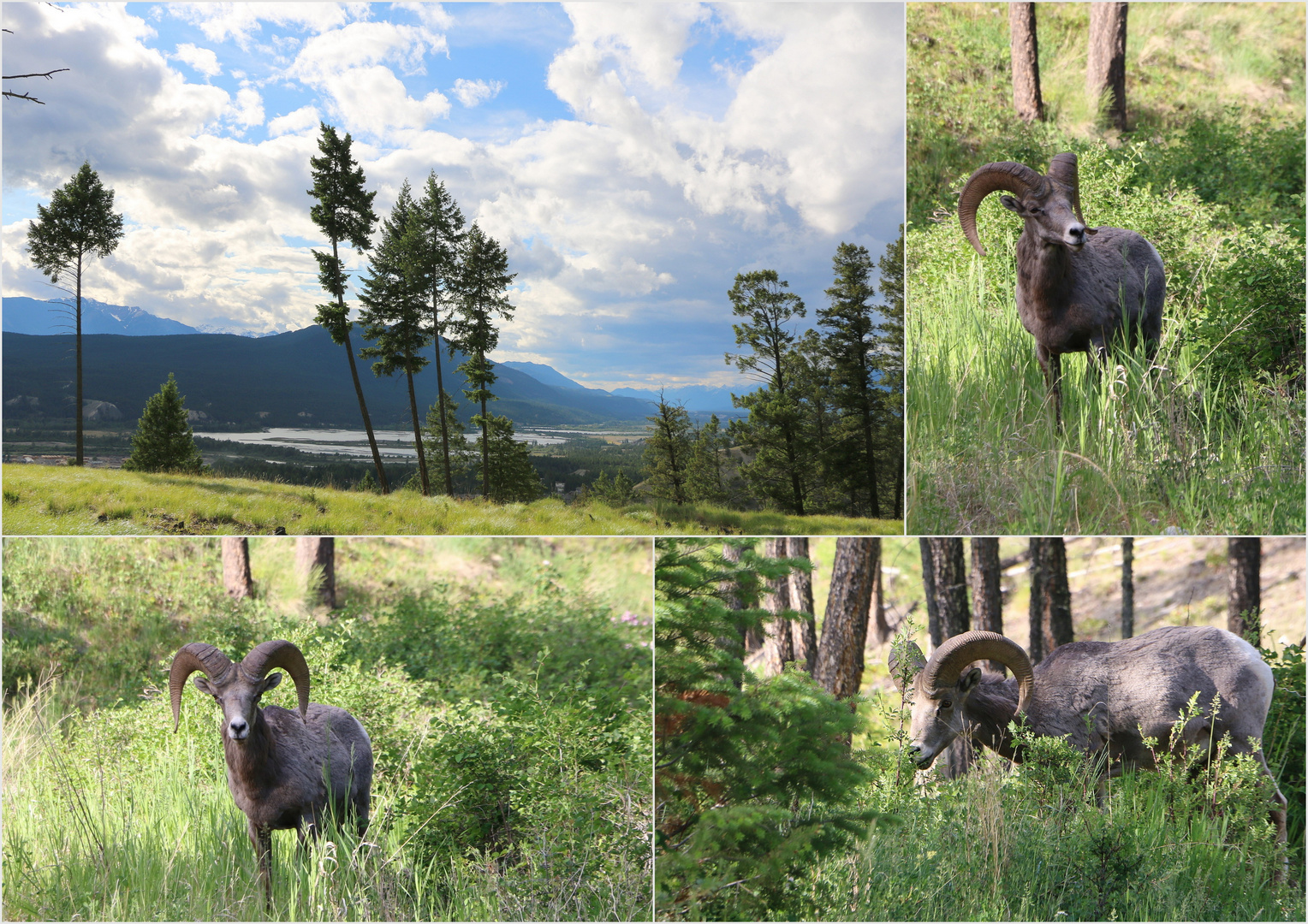 Bighorn-Sheeps...