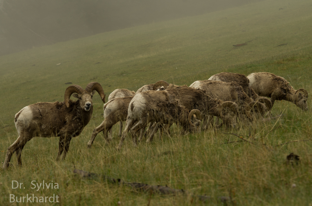 Bighorns