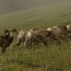 Bighorns