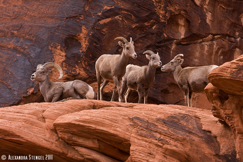 Bighorns