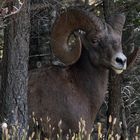 Bighornschaf schaut durch die Bäume