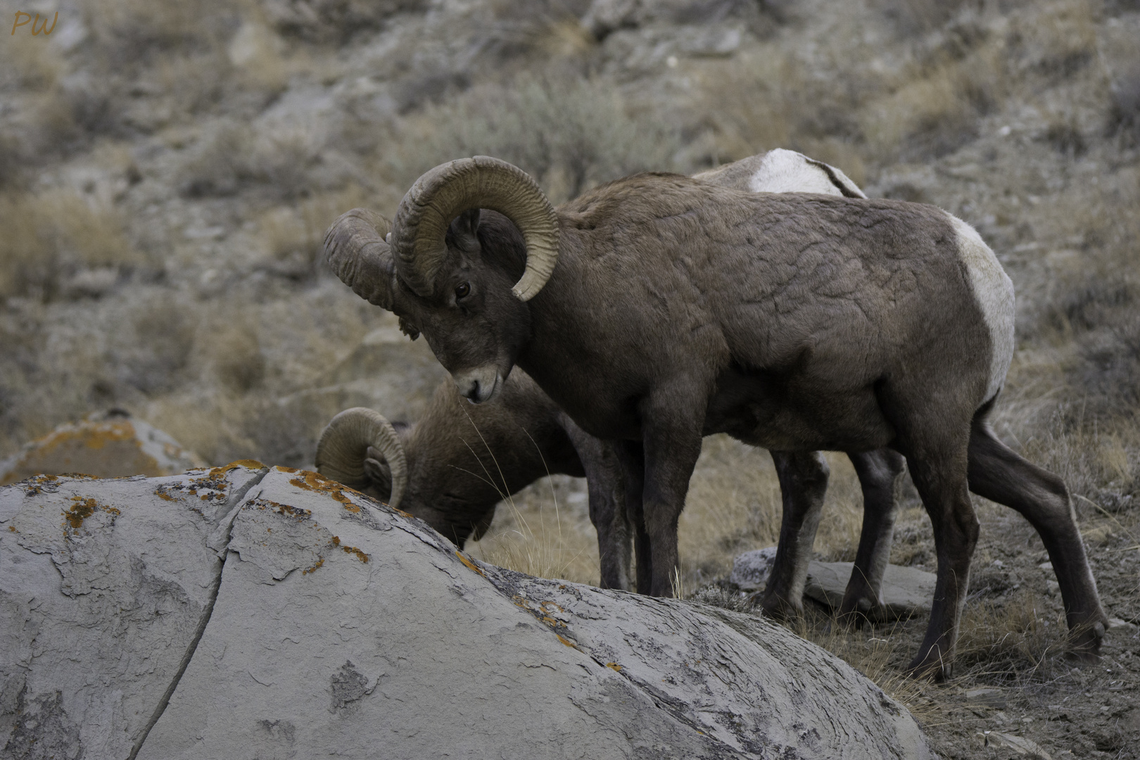 Bighornsheep