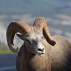 Bighornsheep