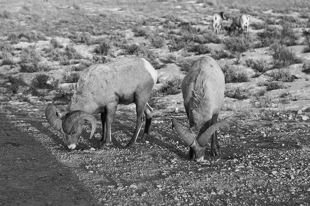 BighornSheep in Jackson/Wyoming, Grand Teton Nationalpark