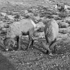 BighornSheep in Jackson/Wyoming, Grand Teton Nationalpark