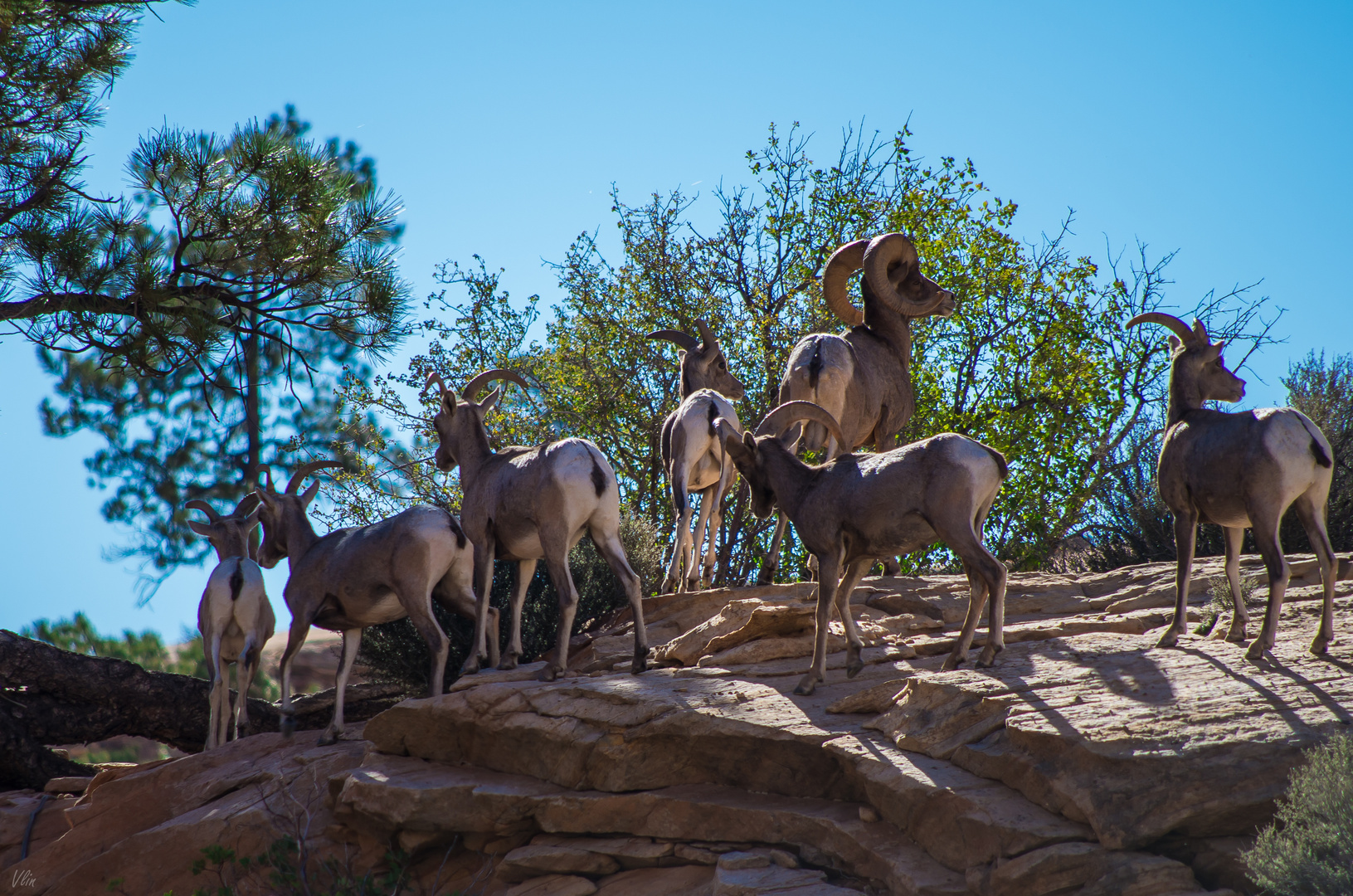 bighornsheep_ein schöner rücken kann auch entzücken Foto & Bild tiere