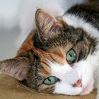 User Profile Photo