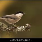 Bigia alpestre