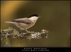 Bigia alpestre