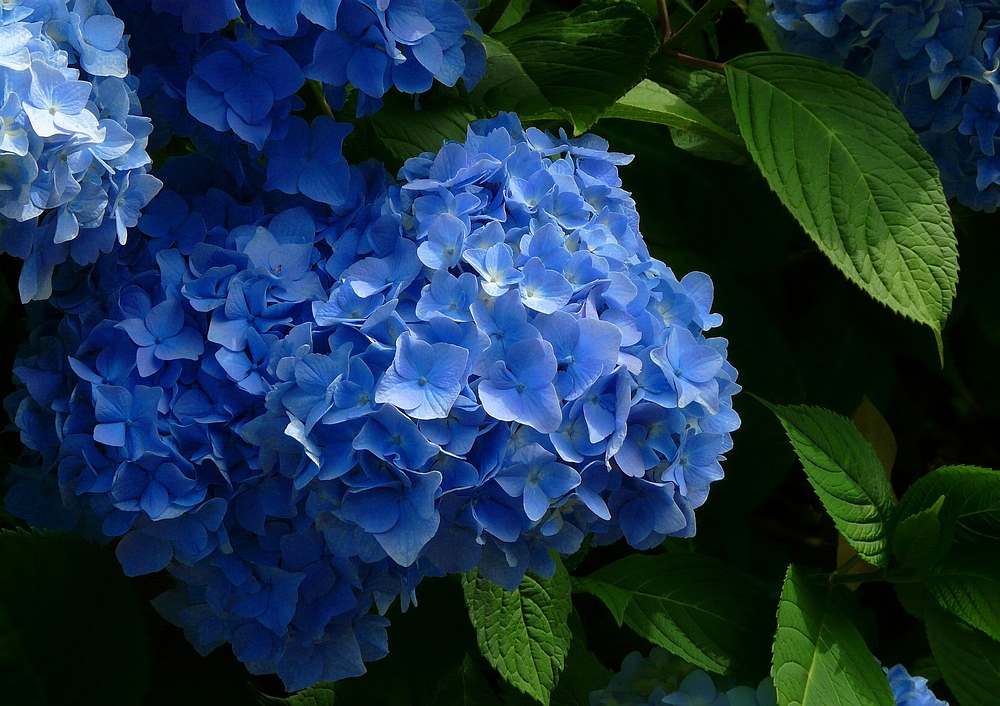 Bigleaf Hydrangea