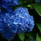 Bigleaf Hydrangea