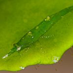 Bignose Seagrass Shrimp 