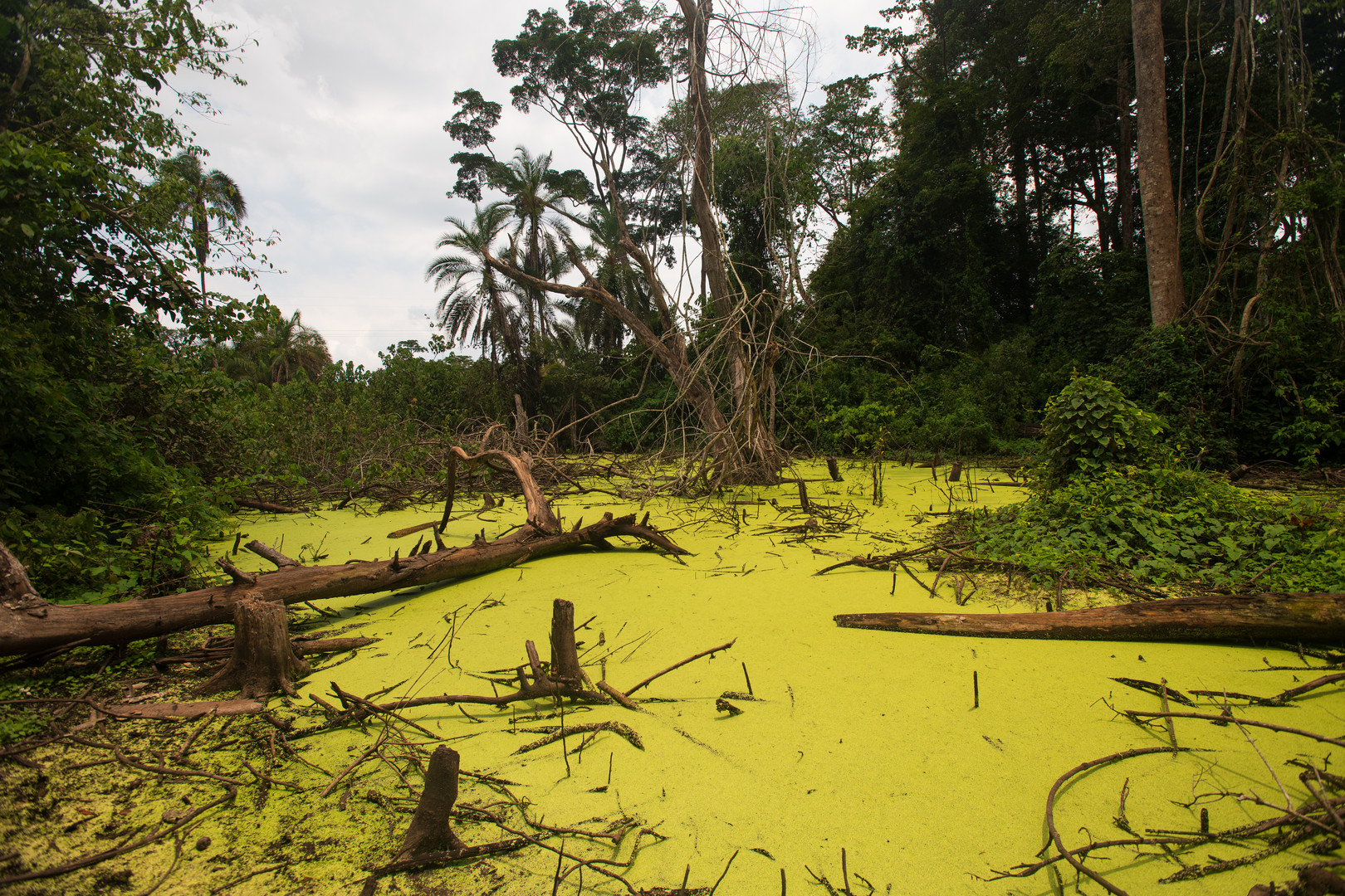 [ Bigodi Wetlands ] 