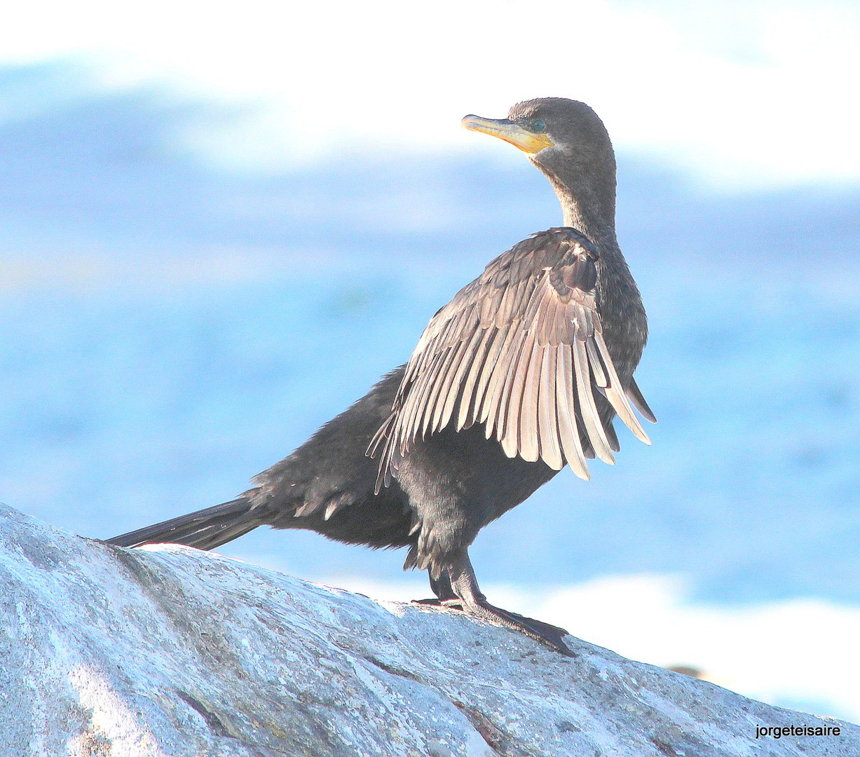 Bigua /Cormorant