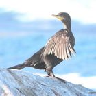 Bigua /Cormorant