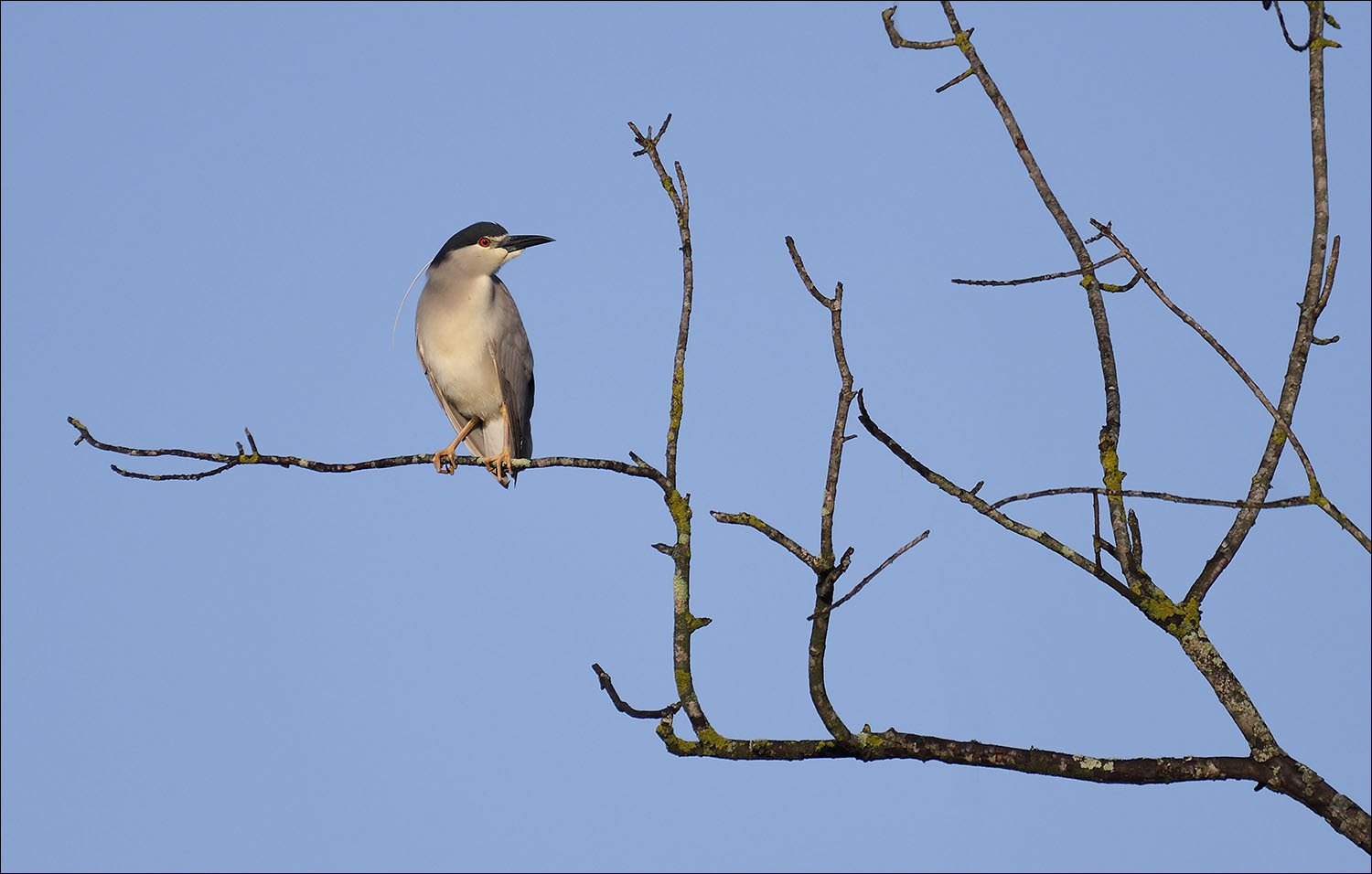 Bihoreau gris sur sa branche