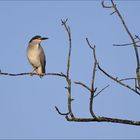 Bihoreau gris sur sa branche