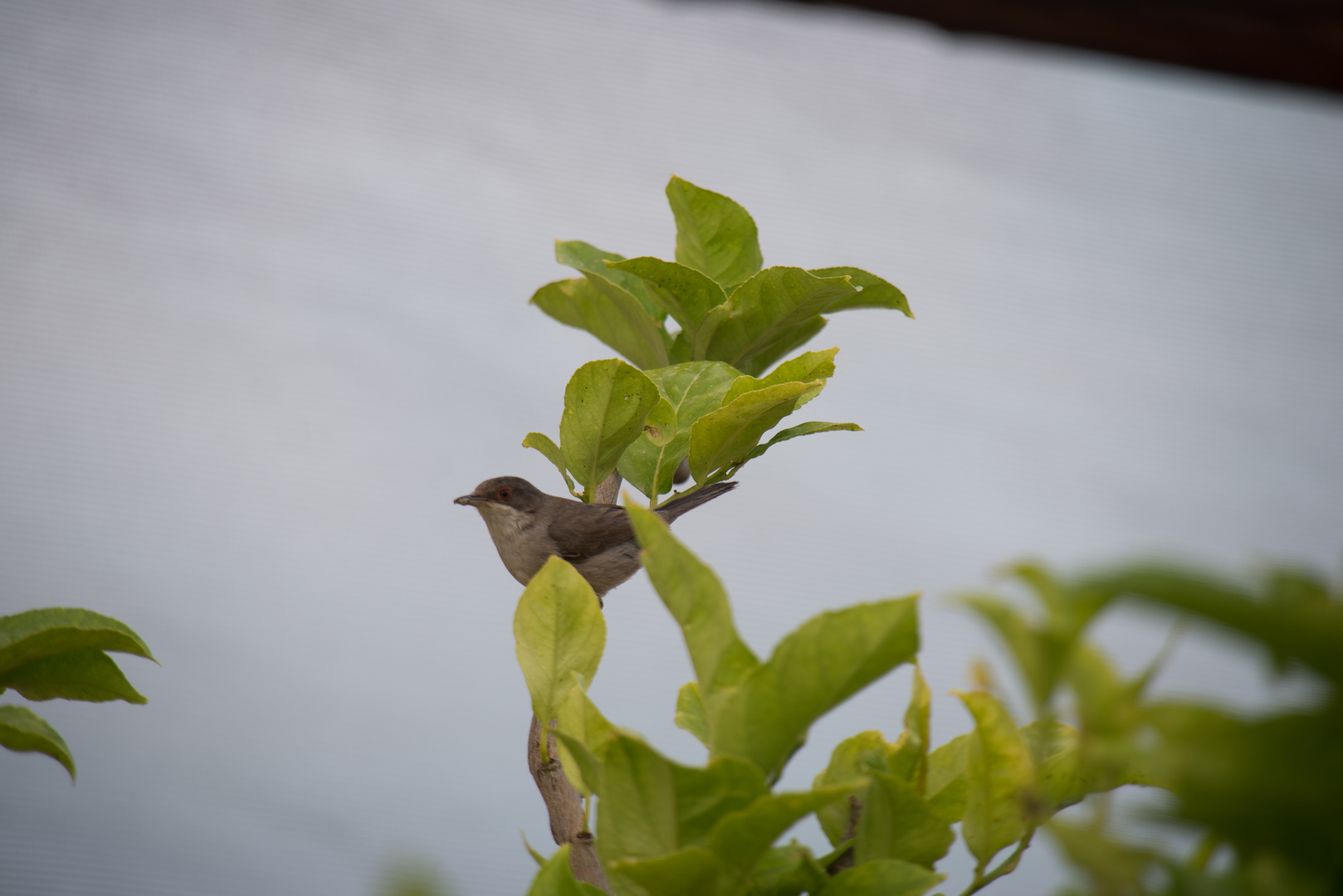 Biird on the lemon tree.