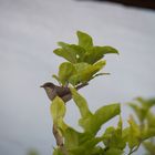 Biird on the lemon tree.