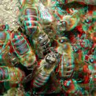 Bijen Trompenburg Rotterdam 3D macro