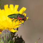 Bijou de colline