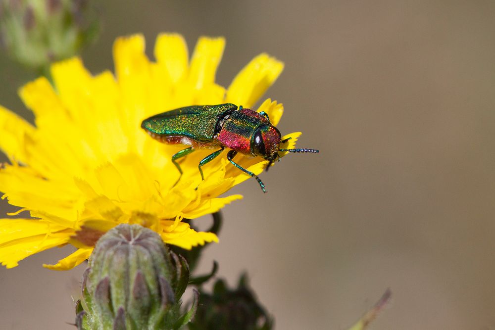 Bijou de colline