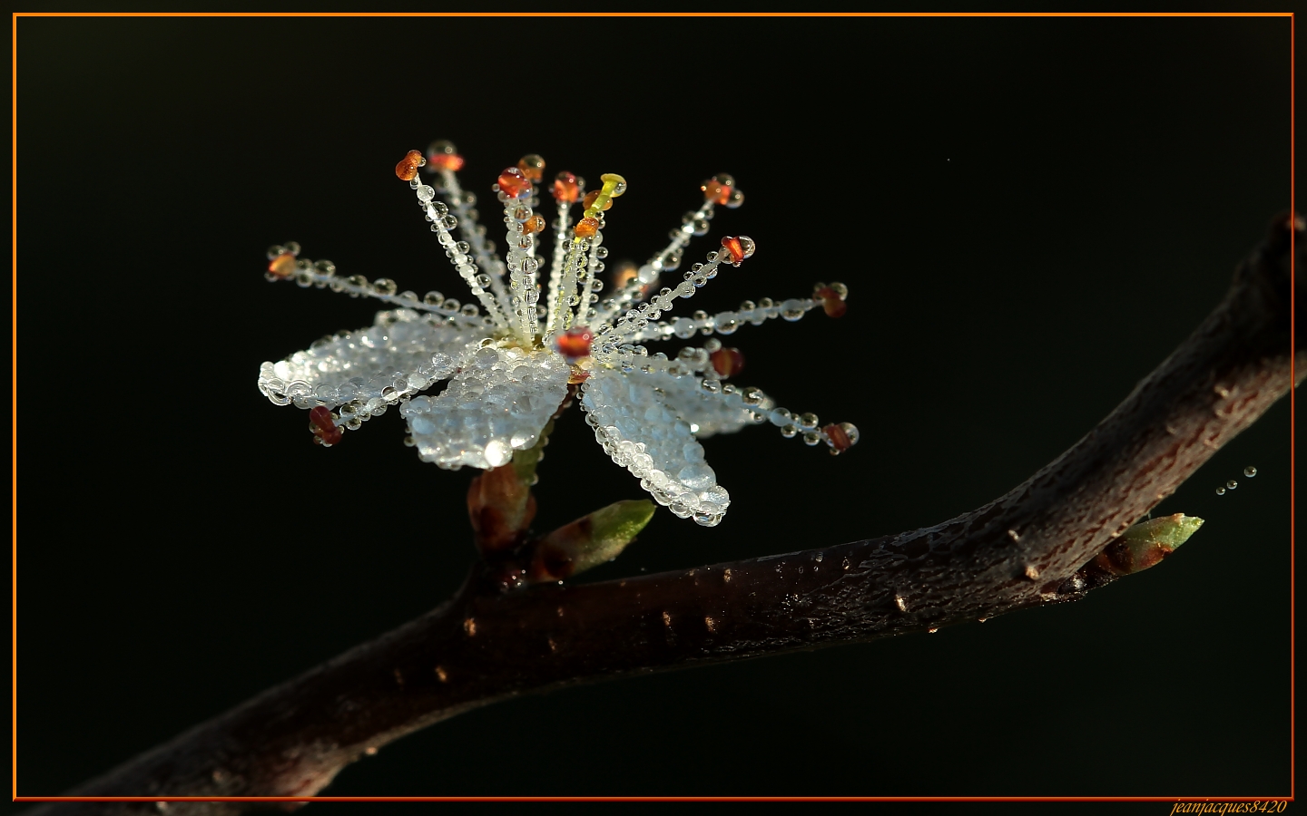 Bijou de printemps