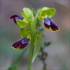 Bijoux de la nature 