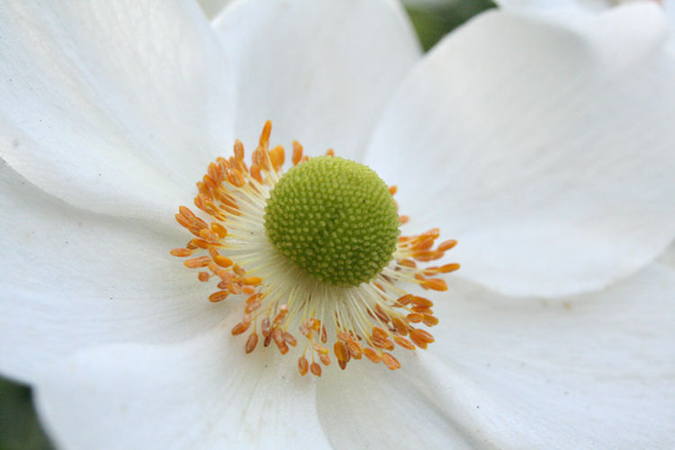 ~bijoux de la nature~