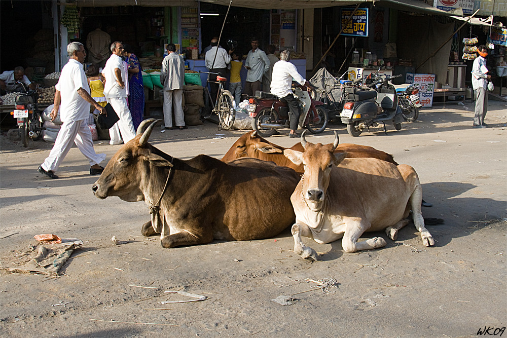 Bikaner Street Scene