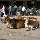 Bikaner Street Scene