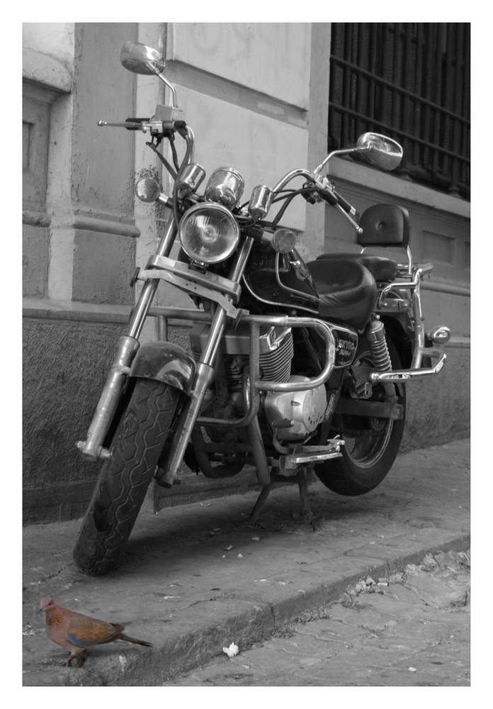 Bike and Bird