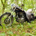 Bike in the Woods