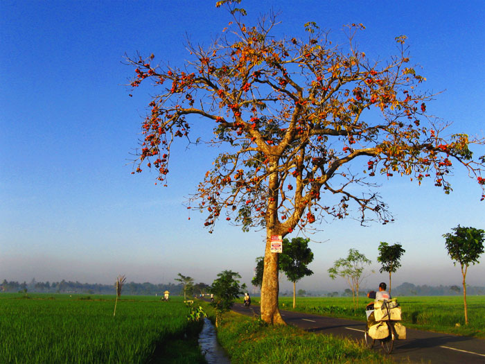 Bike To Work